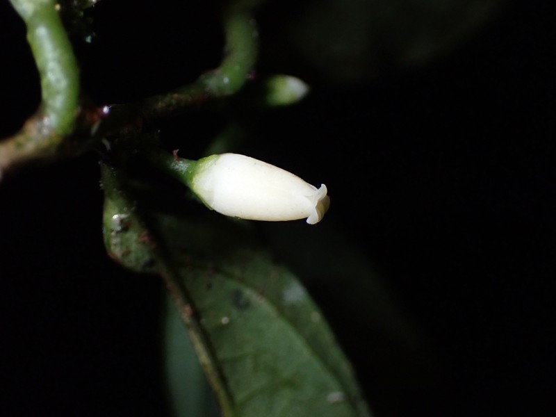 Leonia sphaerocarpa photo 5