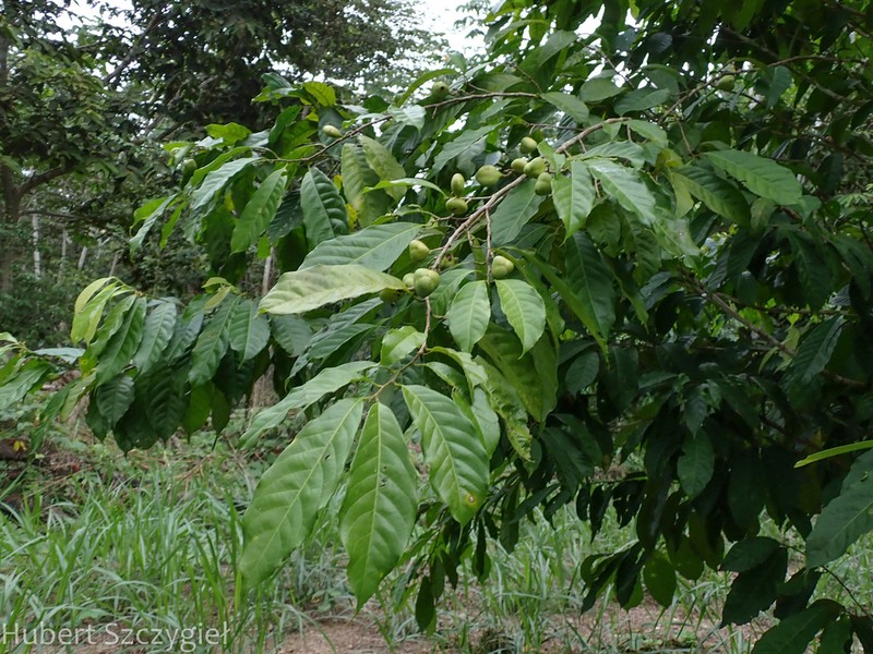 Leonia ulei photo 2
