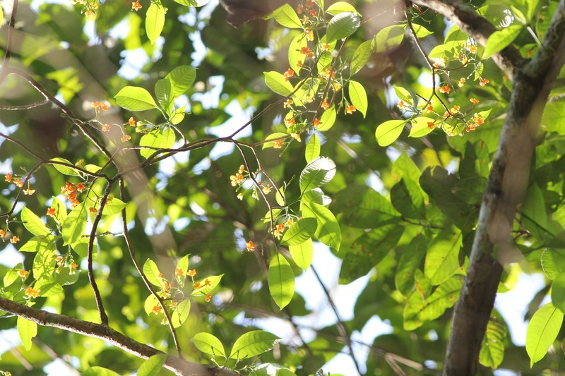 Leonia ulei photo 8