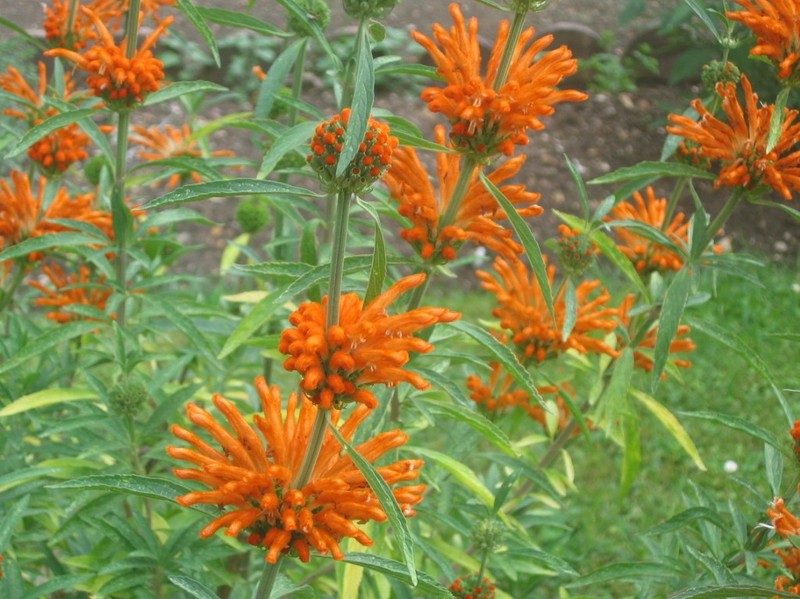 Lion's Ear photo 4