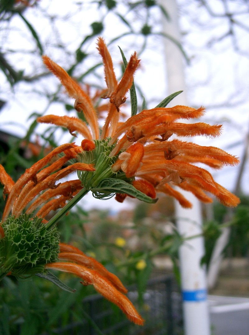Lion's Ear photo 5