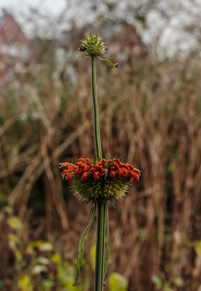 Lion's Ear photo 2