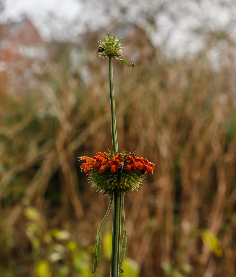 Lion's Ear photo 3