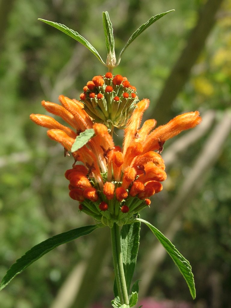 Lion's Ear photo 6