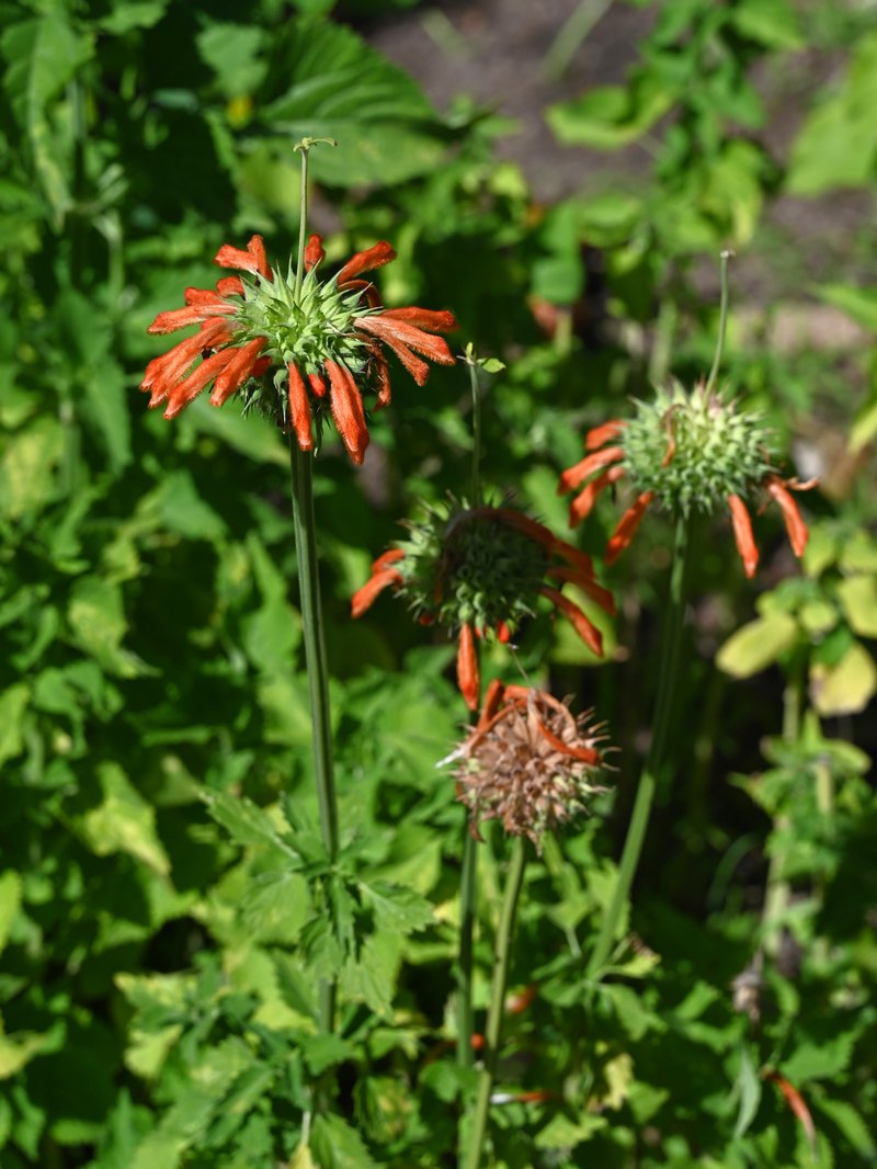 Lion's Ear photo 7