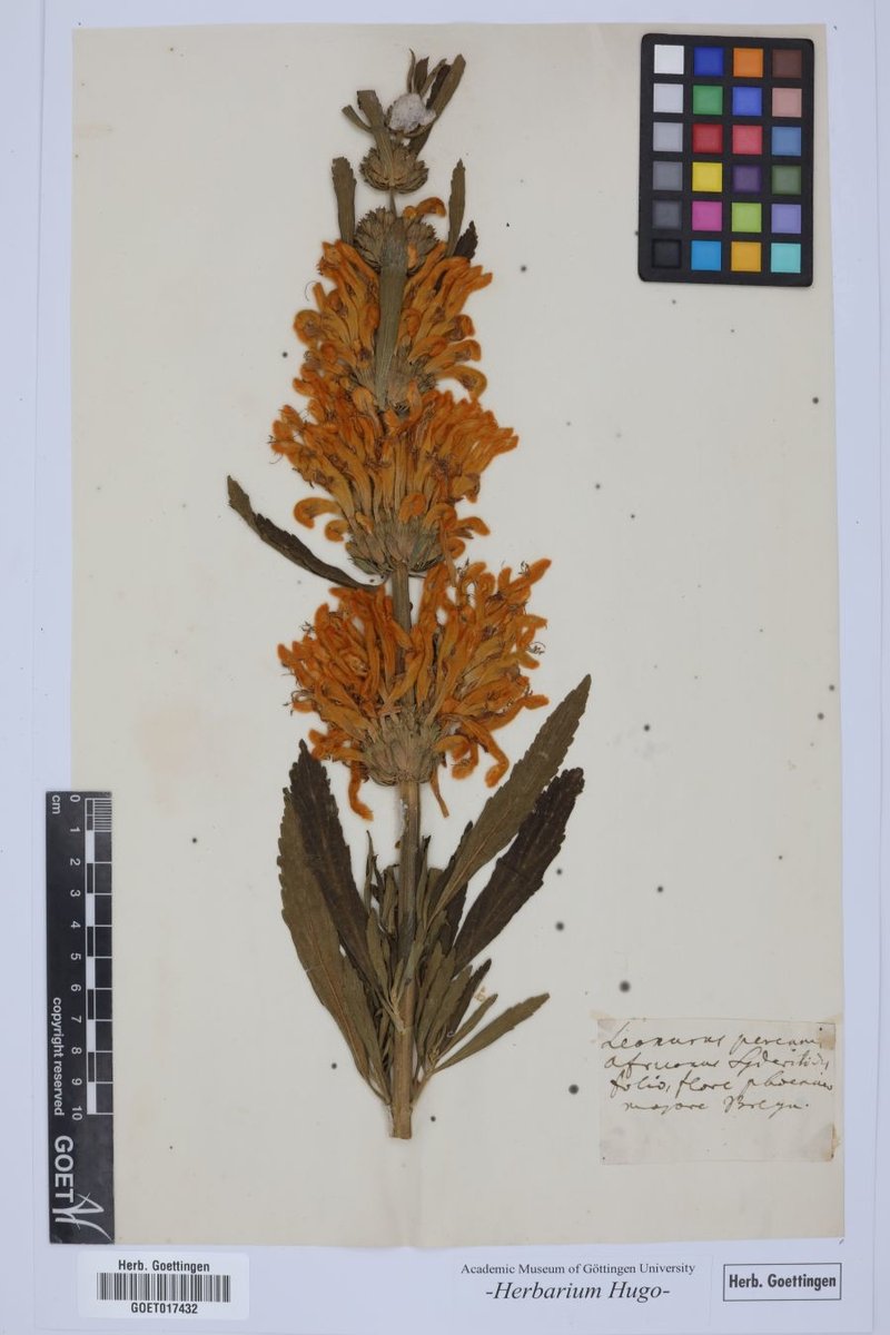 Lion's Ear photo 8