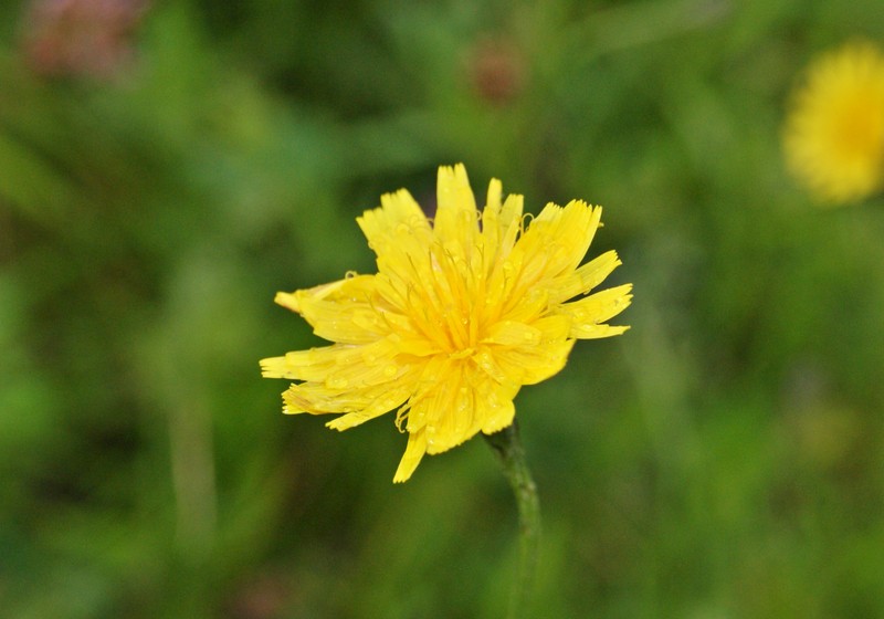 Fall Dandelion photo 2