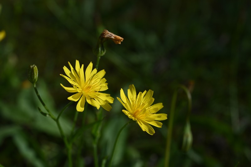 Fall Dandelion photo 3