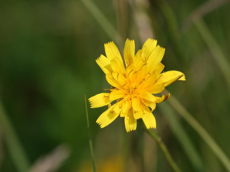 Fall Dandelion