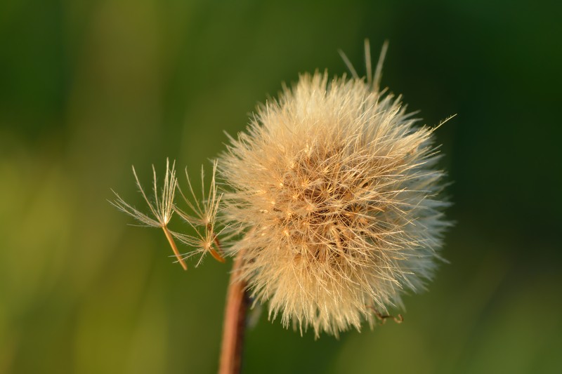 Bristly Hawkbit photo 2