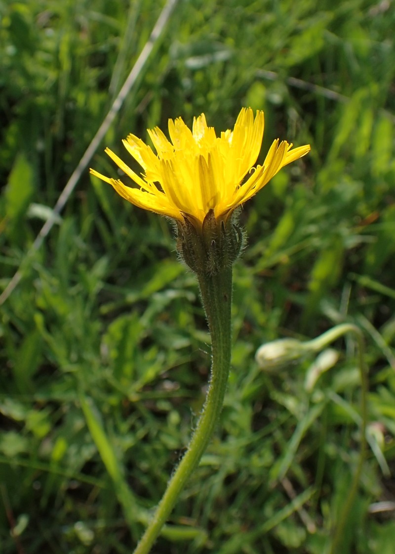Bristly Hawkbit photo 3