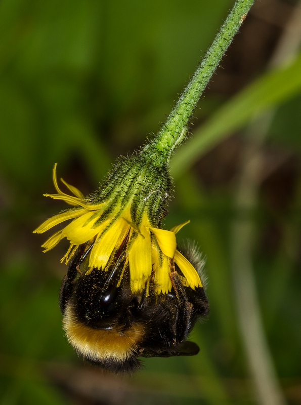 Bristly Hawkbit photo 4