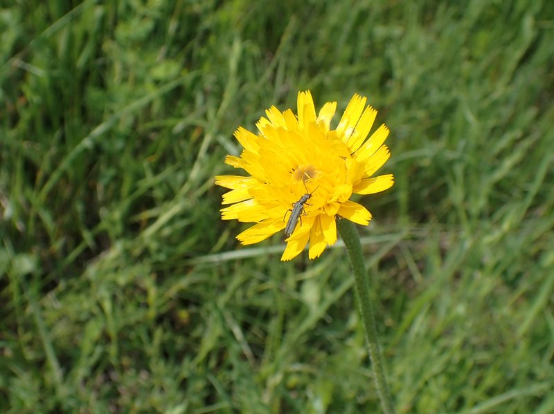 Bristly Hawkbit photo 5