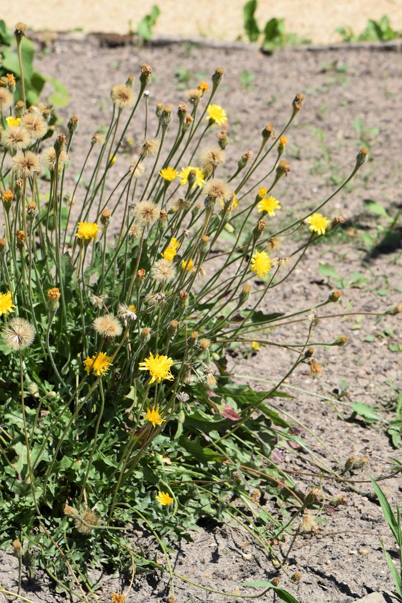 Bristly Hawkbit photo 6