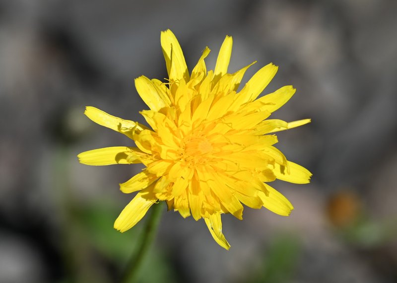 Bristly Hawkbit photo 7