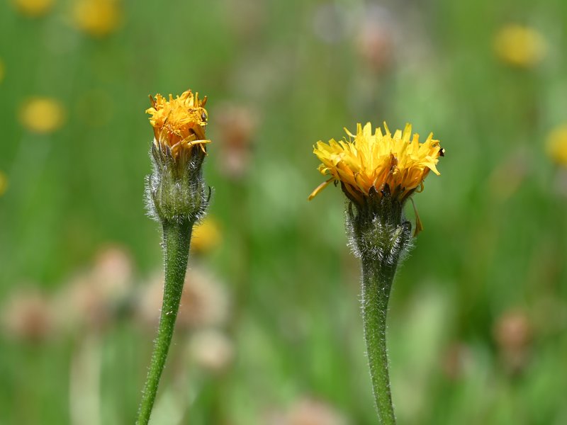 Bristly Hawkbit photo 8