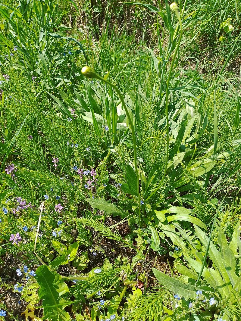 Leontodon hispidus subsp. hastilis