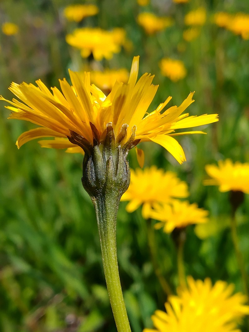 Leontodon hispidus subsp. hastilis photo 2