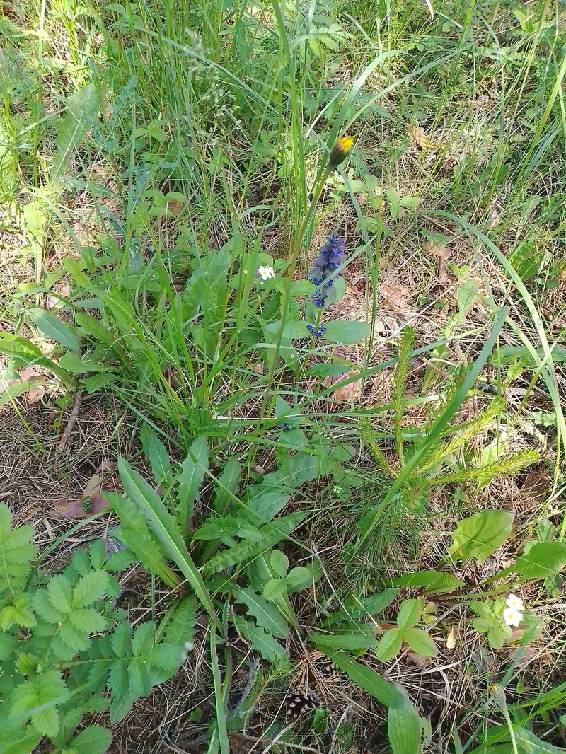 Leontodon hispidus subsp. hastilis photo 4
