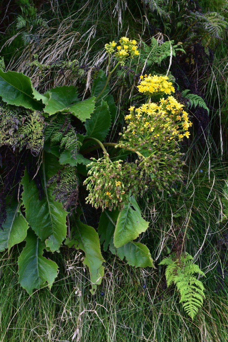 Leontodon hochstetteri photo 3