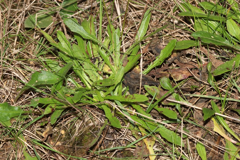 Lesser Hawkbit