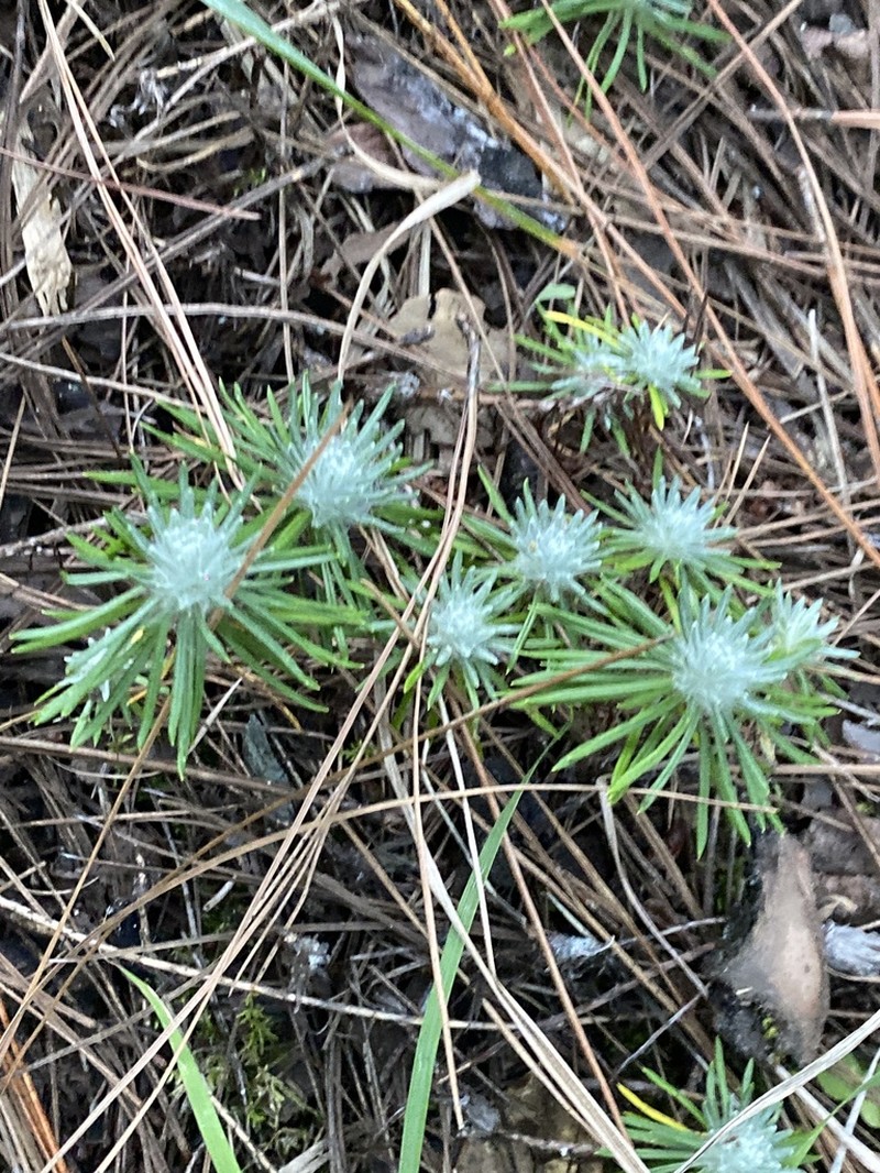 Leontopodium andersonii photo 2