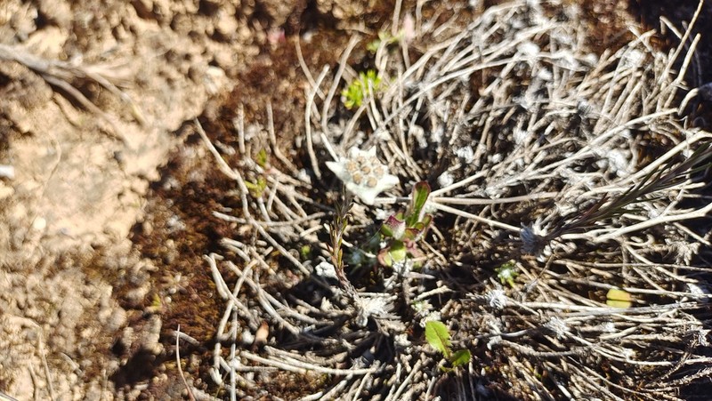 Leontopodium andersonii photo 3