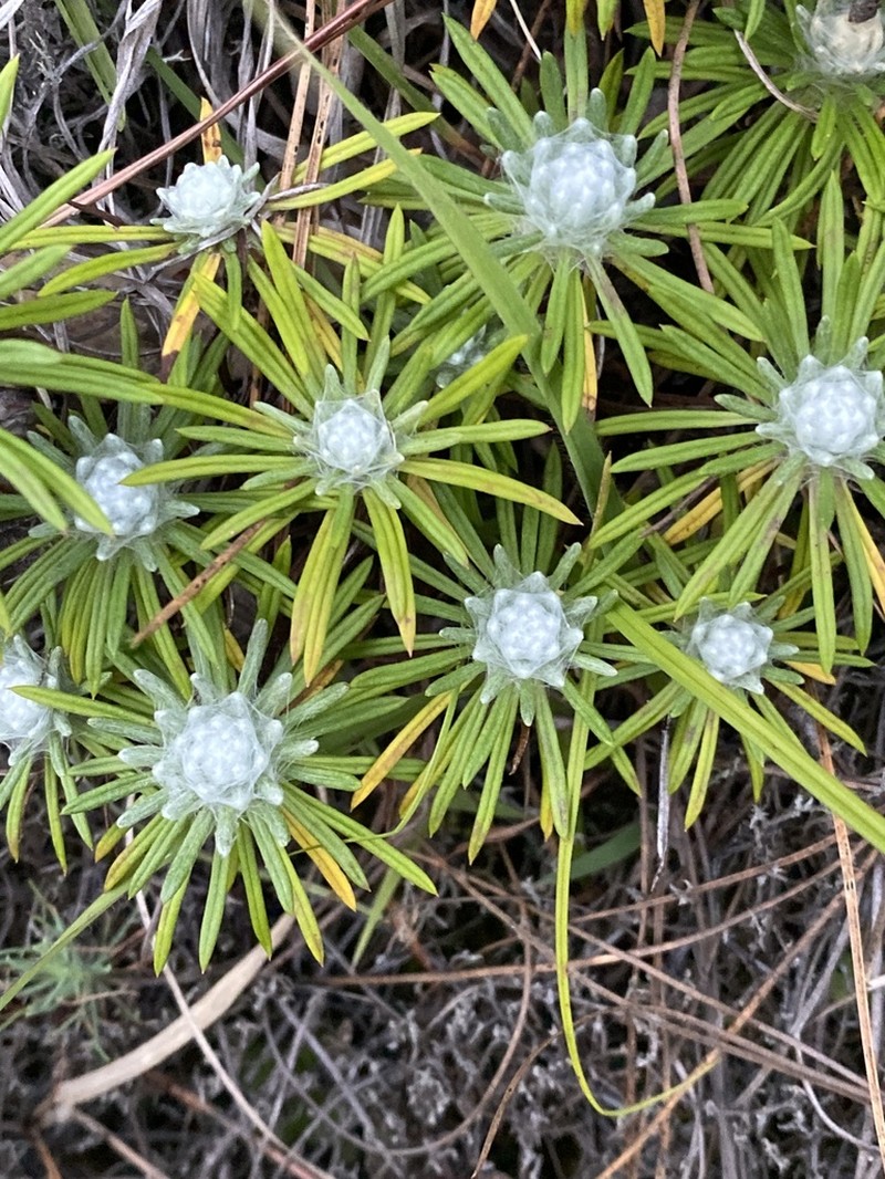 Leontopodium andersonii photo 4