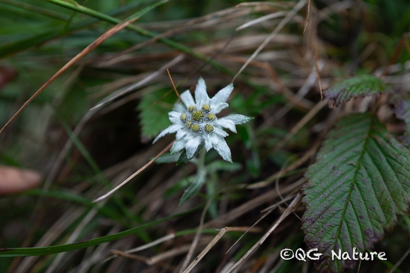 Leontopodium andersonii photo 5