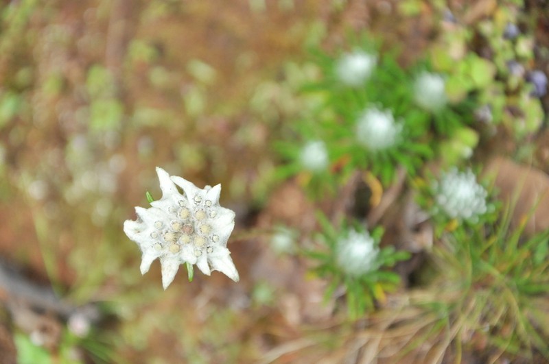 Leontopodium andersonii photo 6