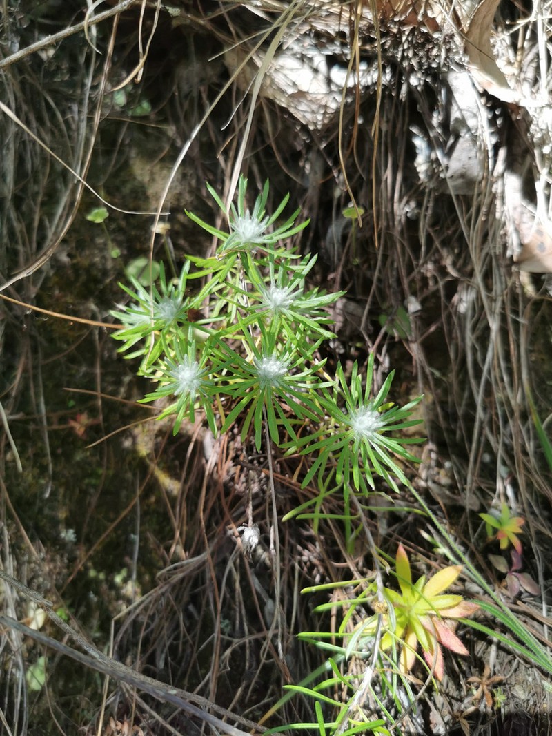 Leontopodium andersonii photo 7