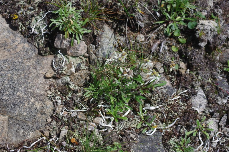 Leontopodium antennarioides photo 2