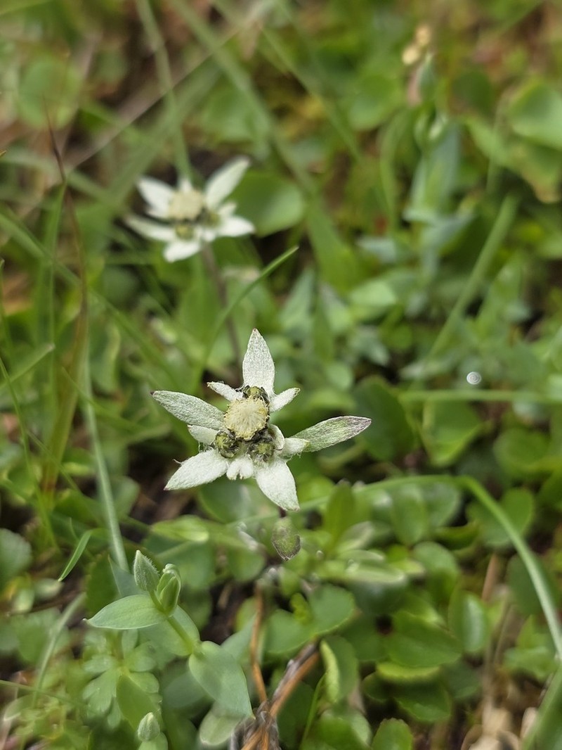 Leontopodium antennarioides photo 3