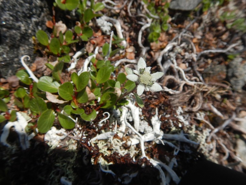Leontopodium antennarioides photo 4