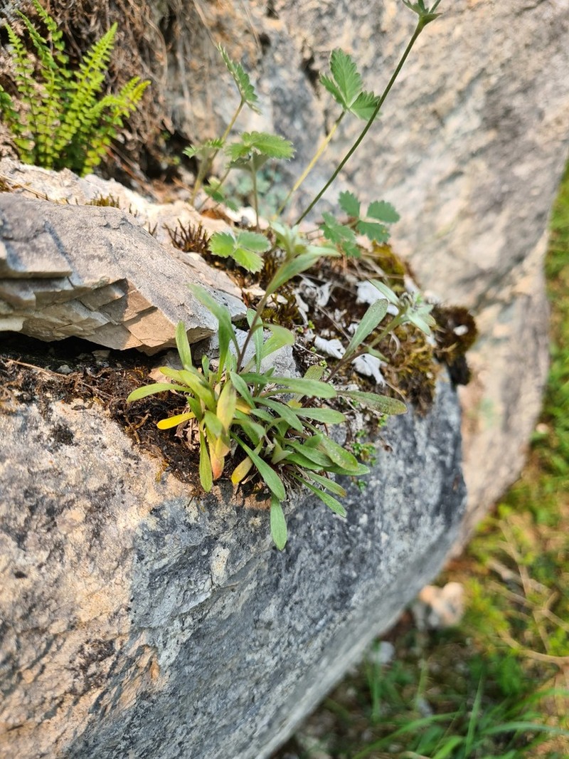 Leontopodium antennarioides photo 5