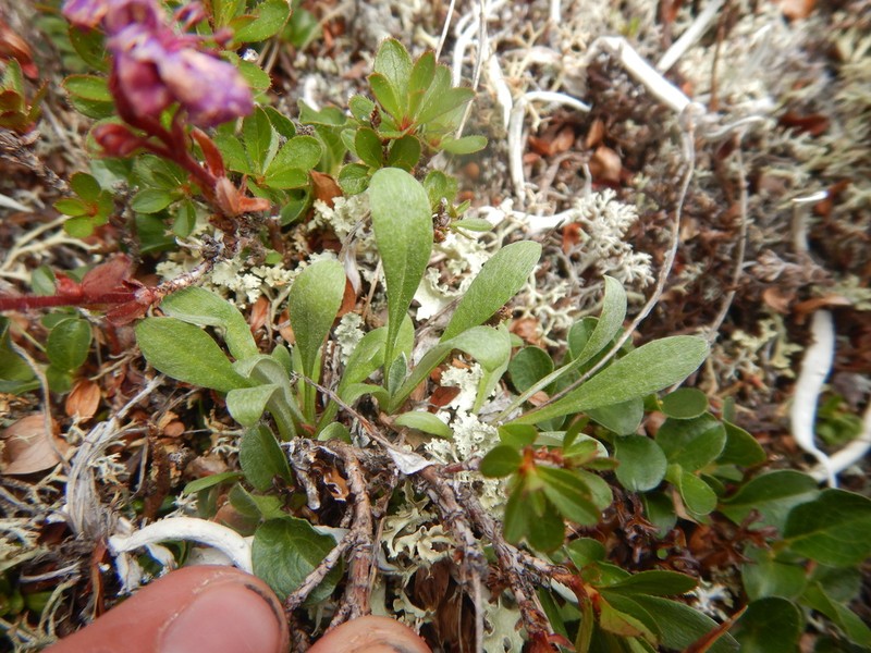 Leontopodium antennarioides photo 6