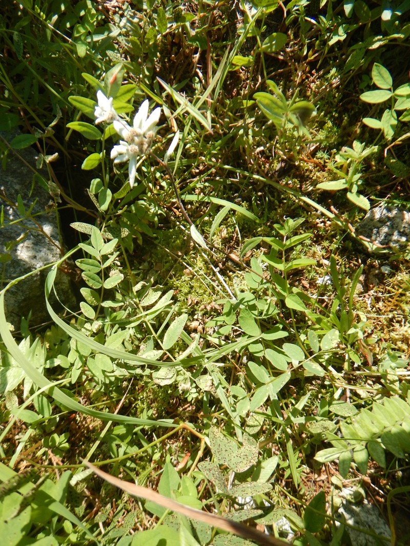 Leontopodium antennarioides photo 7
