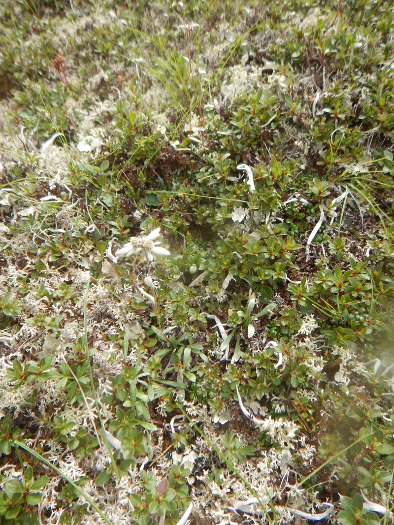 Leontopodium antennarioides photo 8
