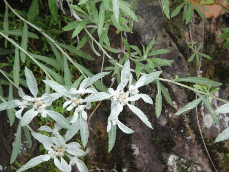 Leontopodium artemisiifolium
