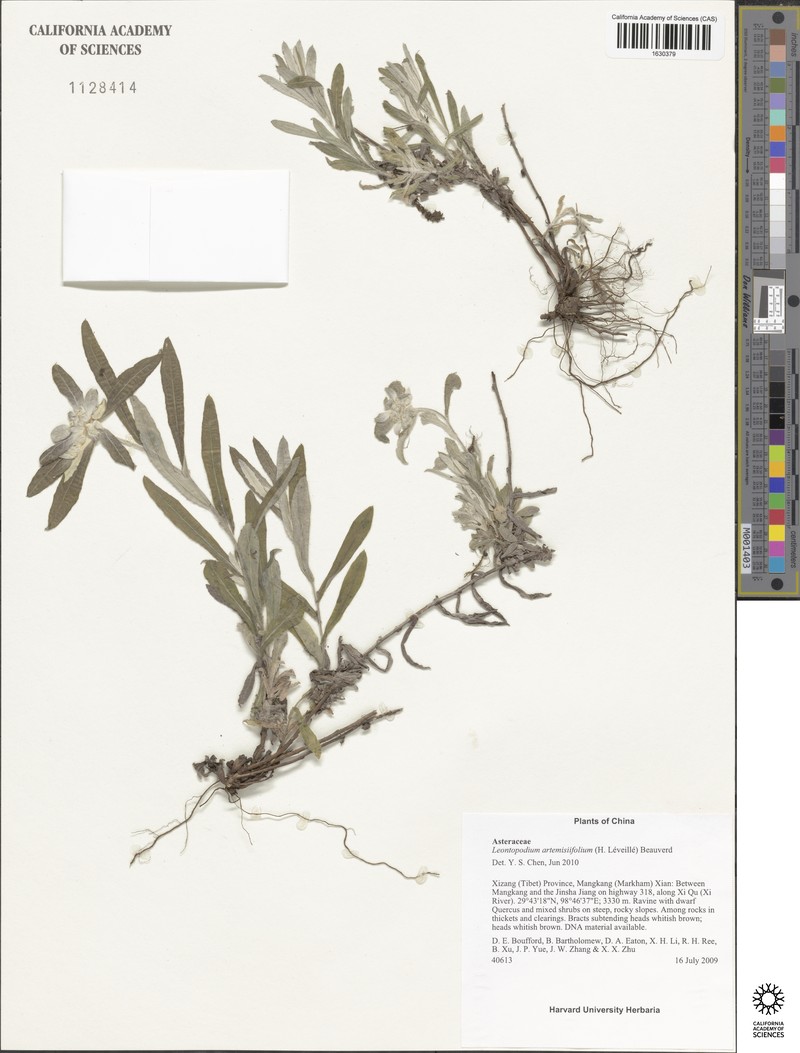 Leontopodium artemisiifolium photo 3