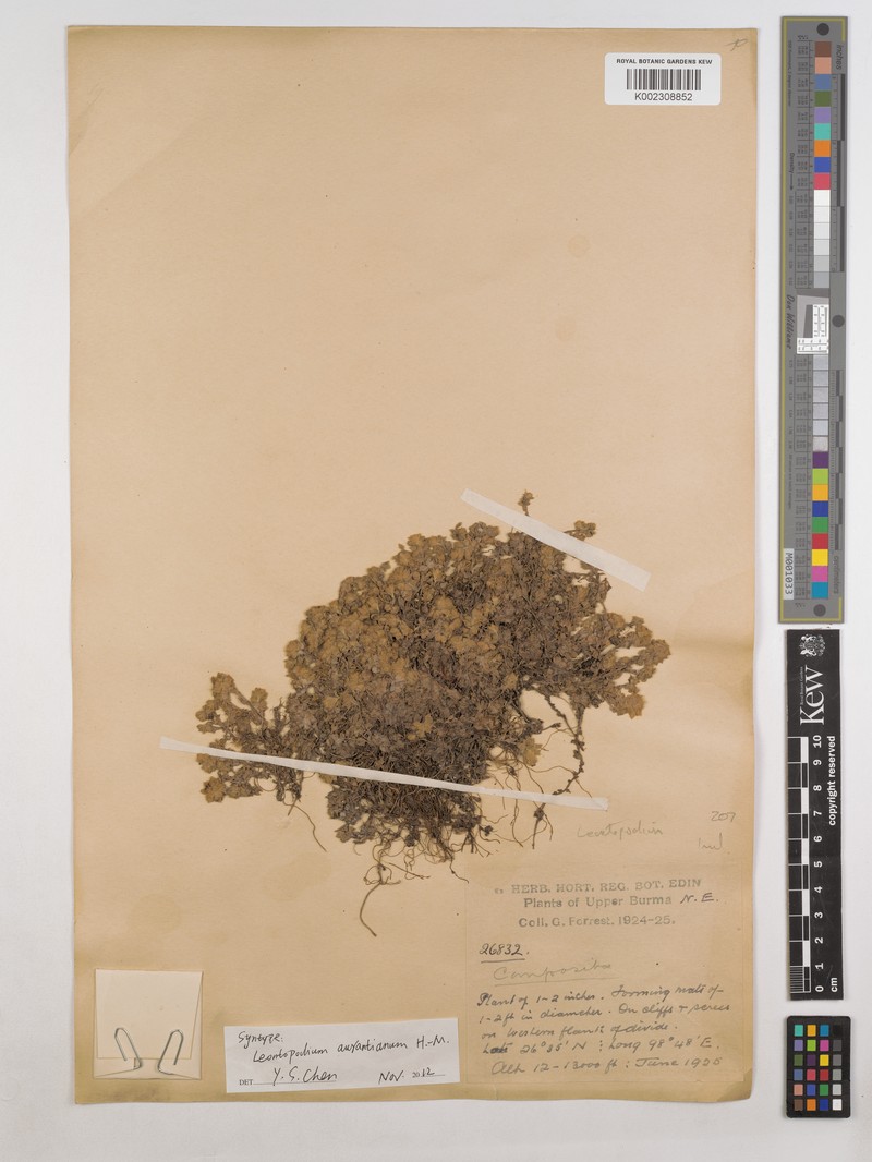 Leontopodium aurantiacum