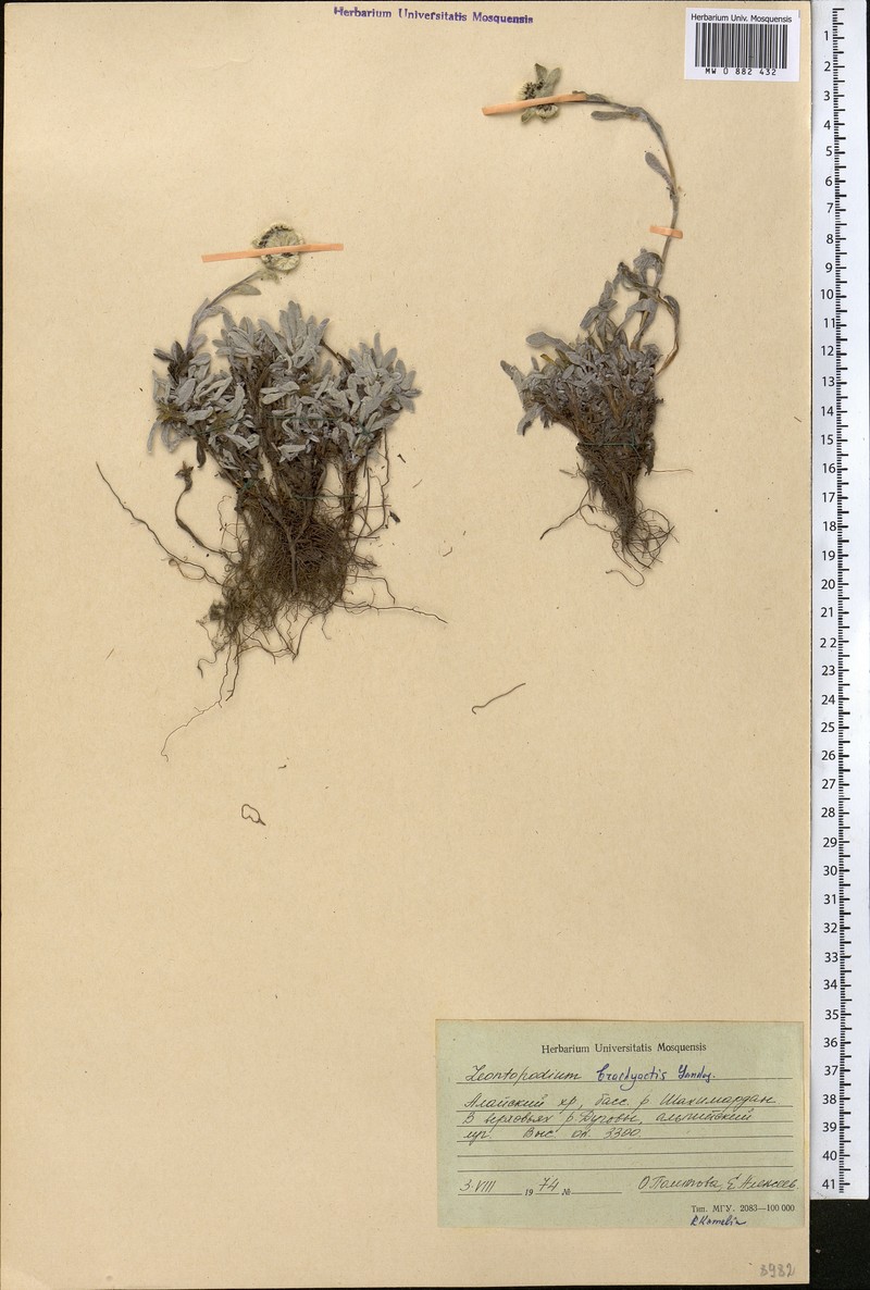 Leontopodium brachyactis photo 2