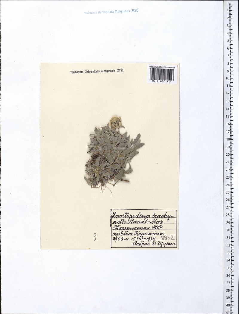 Leontopodium brachyactis photo 3