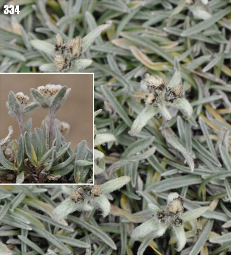 Leontopodium brachyactis