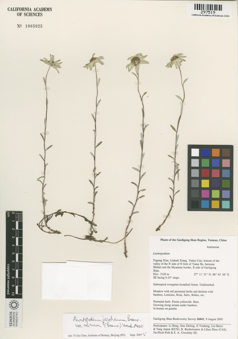 Leontopodium caespitosum