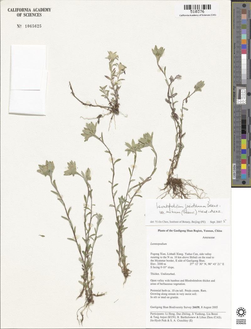 Leontopodium caespitosum photo 2