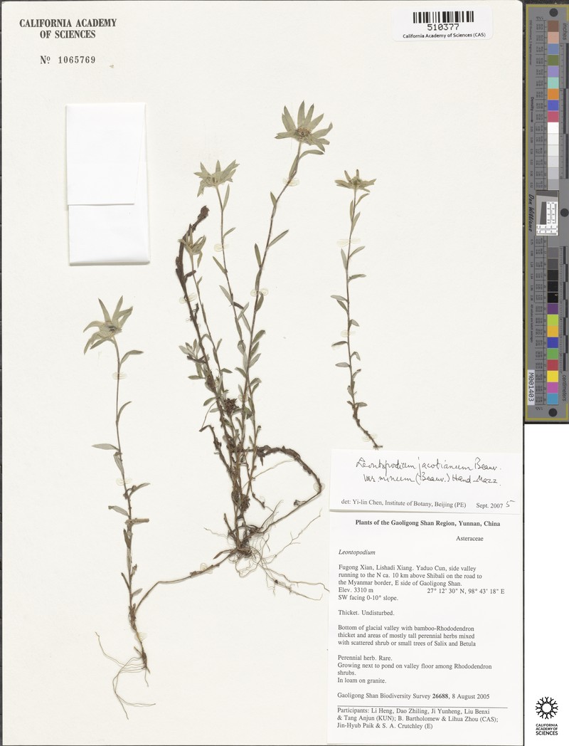 Leontopodium caespitosum photo 3