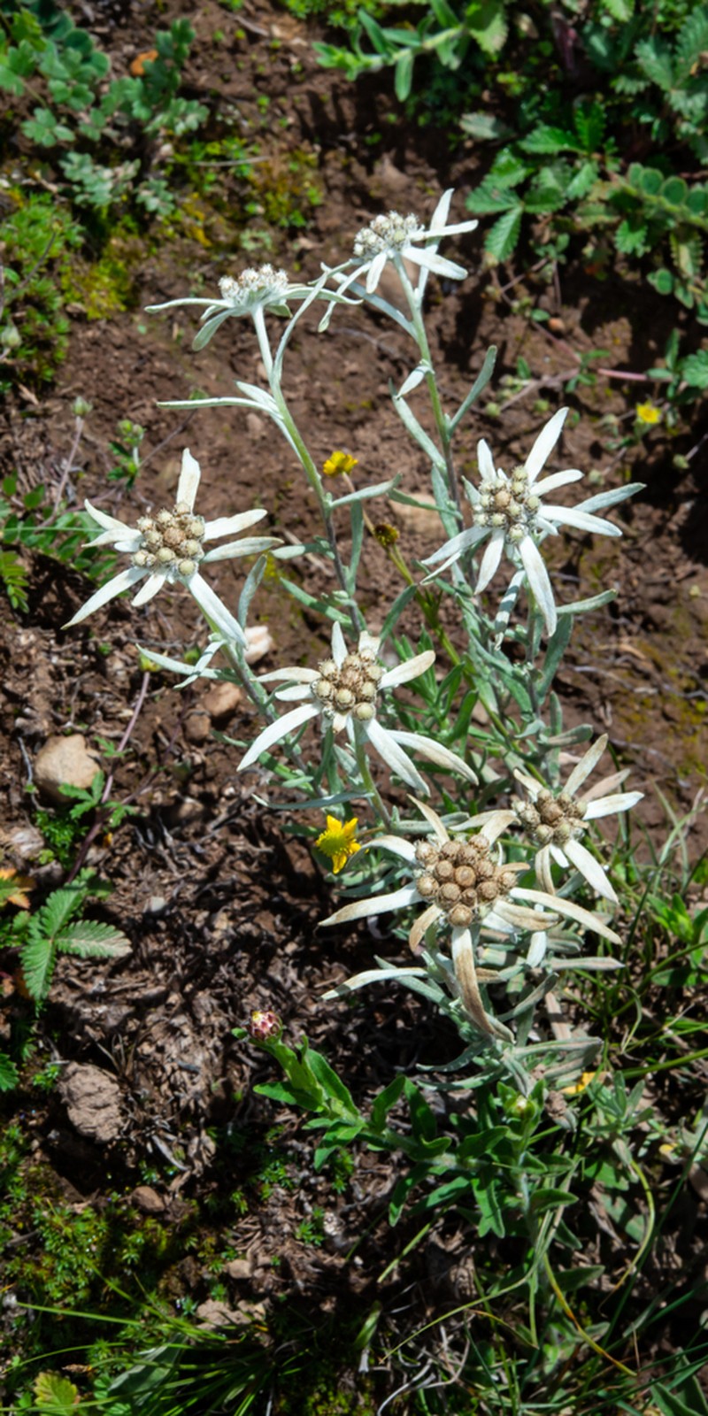 Leontopodium calocephalum