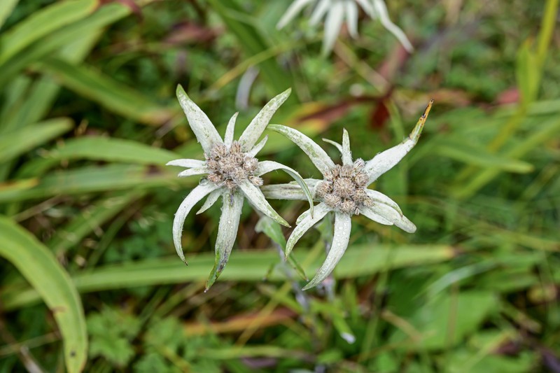 Leontopodium calocephalum photo 2