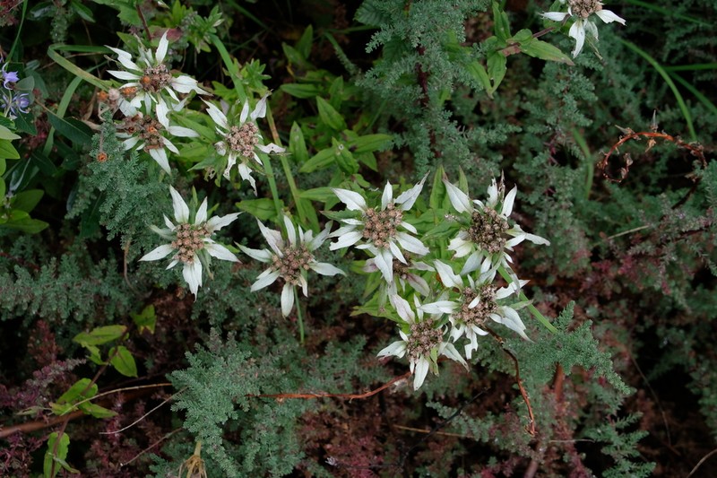 Leontopodium calocephalum photo 3